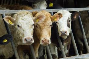 Animal Health