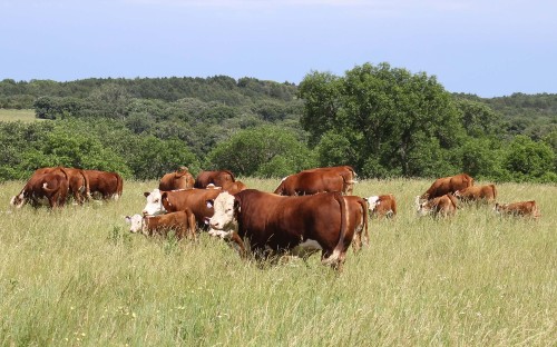 Grazing