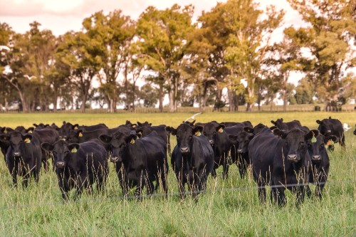 Herd Health