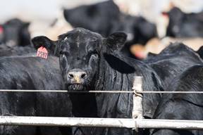 Animal Health