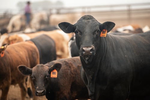 Animal Health