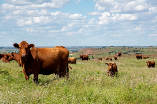Land Resources