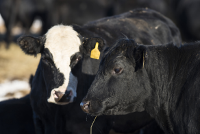 Animal Health